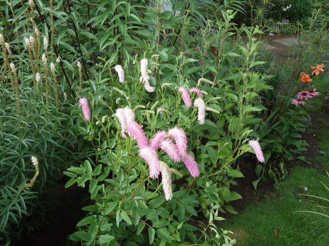 Perennials in August